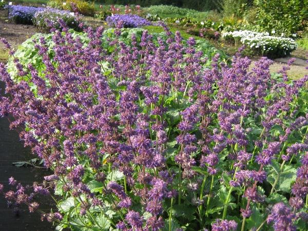 Salvia verticillata Purple Rain