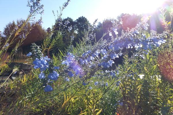 Salvia azurea var grandiflora