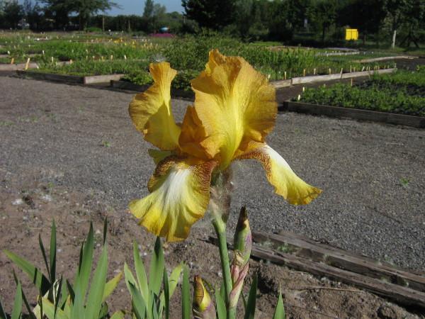 Iris barbata-elatior Topas