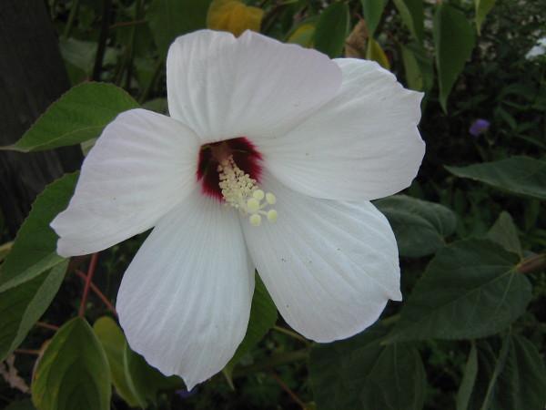 Hibiscus lasiocarpus