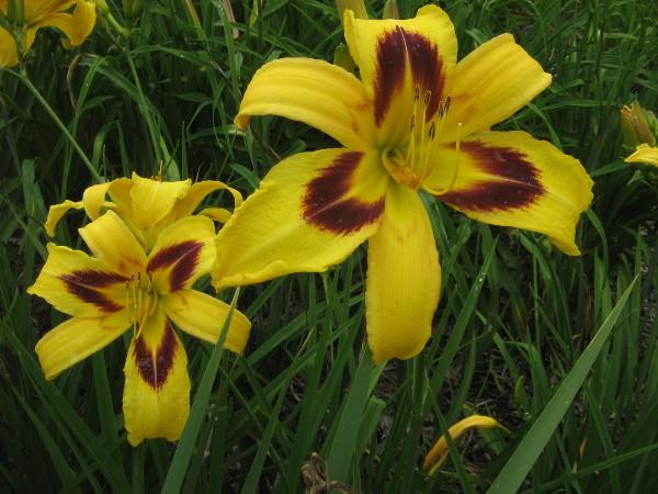 Hemerocallis x cultorum Spectacular