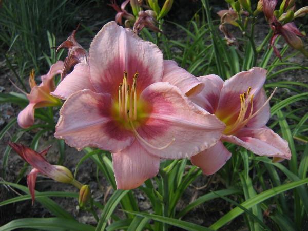 Hemerocallis x cultorum Rose of Avalanche