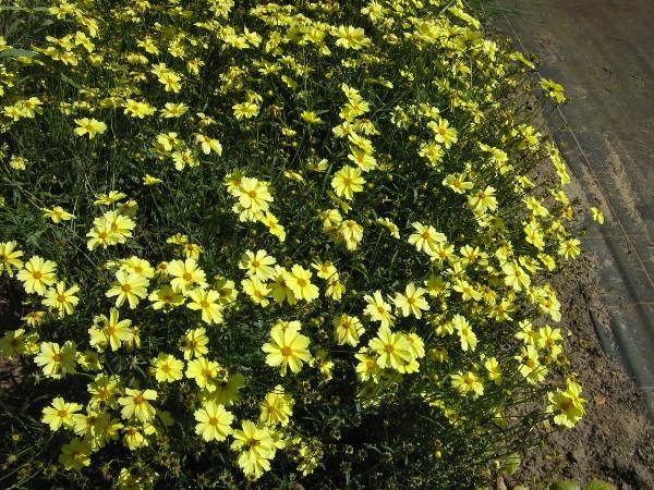 Coreopsis Hybr Full Moon