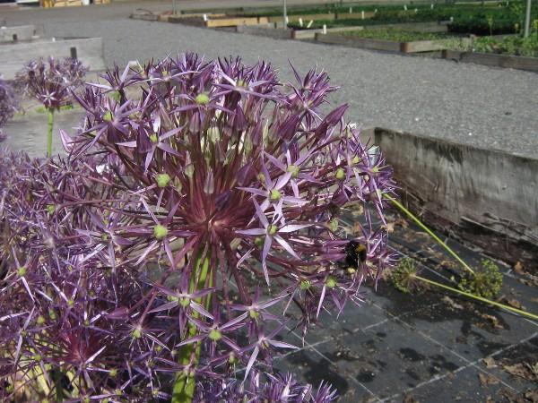 Allium christophii