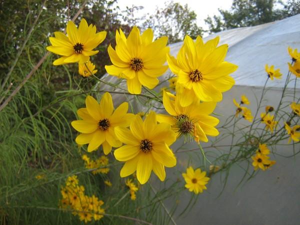 Helianthus salicifolius