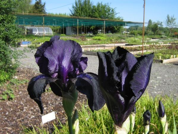 Iris barbata elatior Superstition