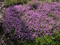 Thymus-x citriodorus Lammefjord