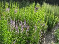 Veronicastrum virginicum Fascination