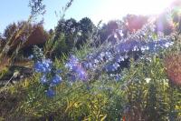 Salvia azurea var grandiflora