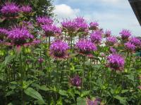 Monarda fistulosa x tetraploid