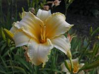 Hemerocallis x cultorum Winnie the Pooh