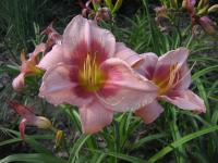 Hemerocallis x cultorum Rose of Avalanche