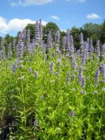 Agastache Blue Fortune