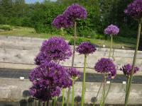 Allium aflatunense Purple Sensation