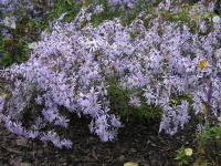 Aster pyrenaicum Lutetia