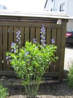 Baptisia australis