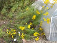 Helianthus salicifolius