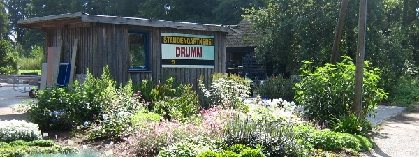 stauden-drumm02